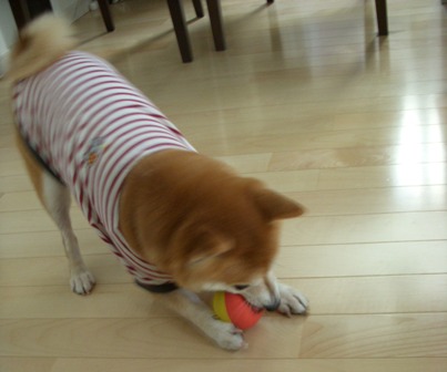 f0004309_1656292.jpg