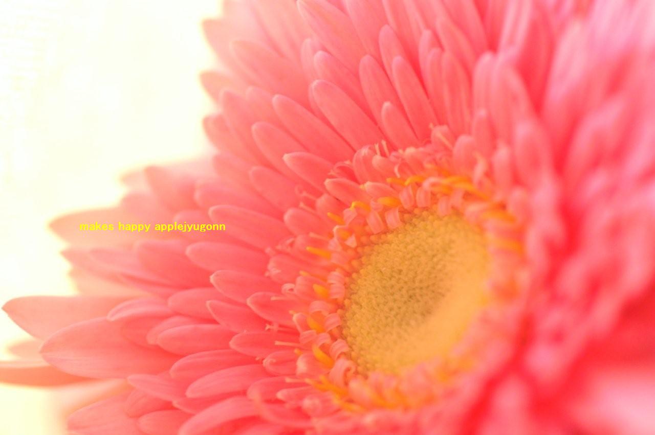 綺麗なお花 キラキラしあわせ写真館 綺麗なお花 キラキラしあわせ写真館