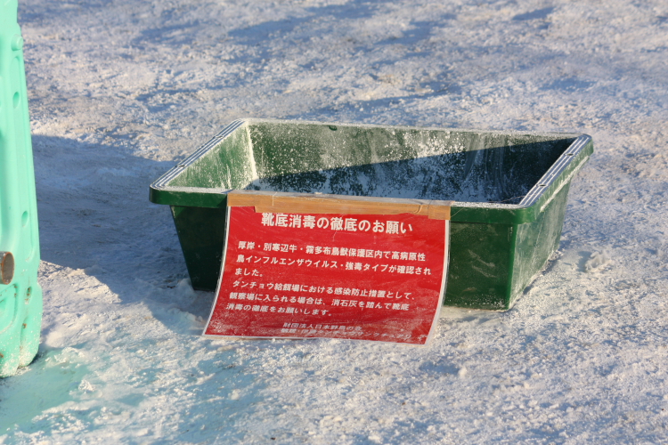 阿寒のつる・鶴居のつる 1月25日_f0113639_12482981.jpg