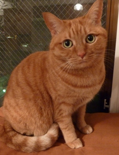 ねこしぇる猫。_a0143140_2344757.jpg