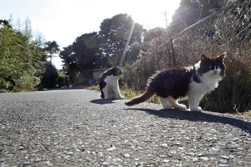 【田代島】猫の島に行ってきた（その3）_c0035245_19161121.jpg