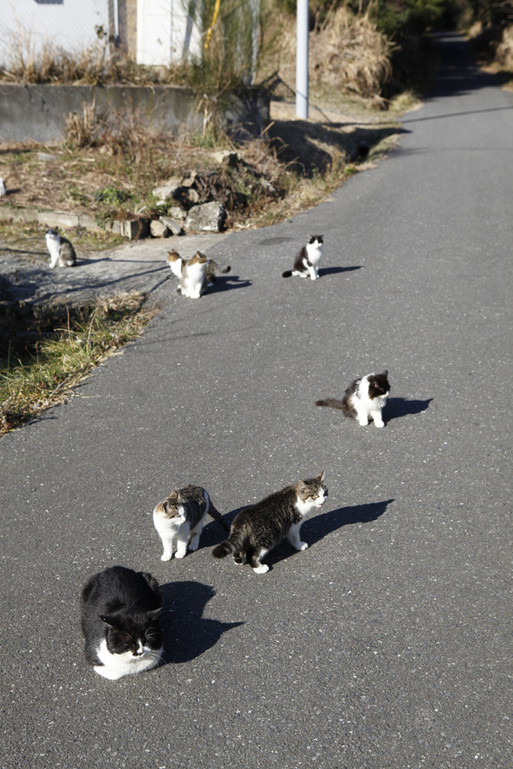 【田代島】猫の島に行ってきた（その3）_c0035245_20375694.jpg