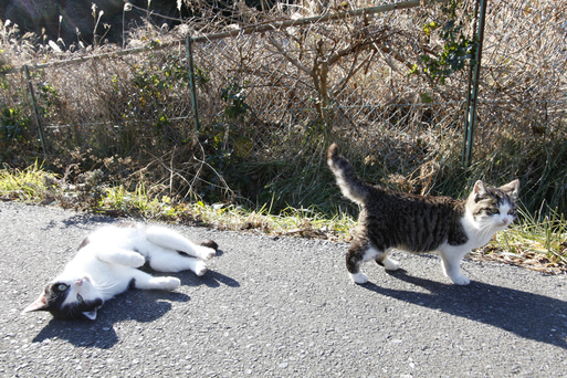 【田代島】猫の島に行ってきた（その3）_c0035245_20581582.jpg