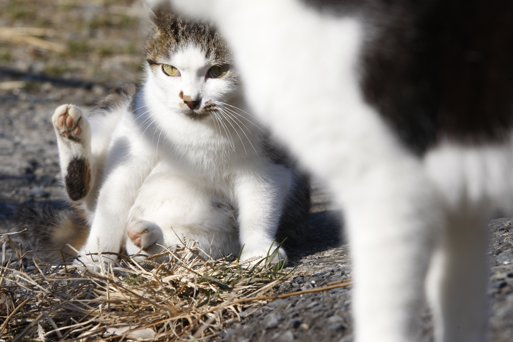 【田代島】猫の島に行ってきた（その3）_c0035245_20585270.jpg