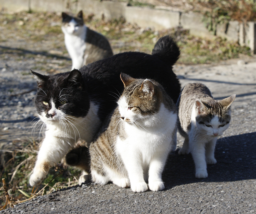 【田代島】猫の島に行ってきた（その3）_c0035245_20592047.jpg