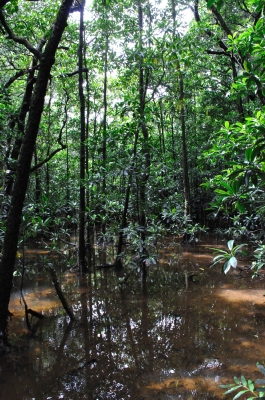 Dubuji boardwalk –mangrove-_a0134952_2252126.jpg