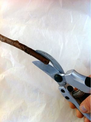 桜の花を咲かせる 切花編 さにべるスタッフblog Sunny Day S Garden 桜の花を咲かせる 切花編 さにべるスタッフblog Sunny Day S Garden