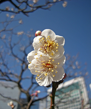 1月25日　東京散歩2011 浜離宮恩賜庭園_a0001354_21301888.jpg