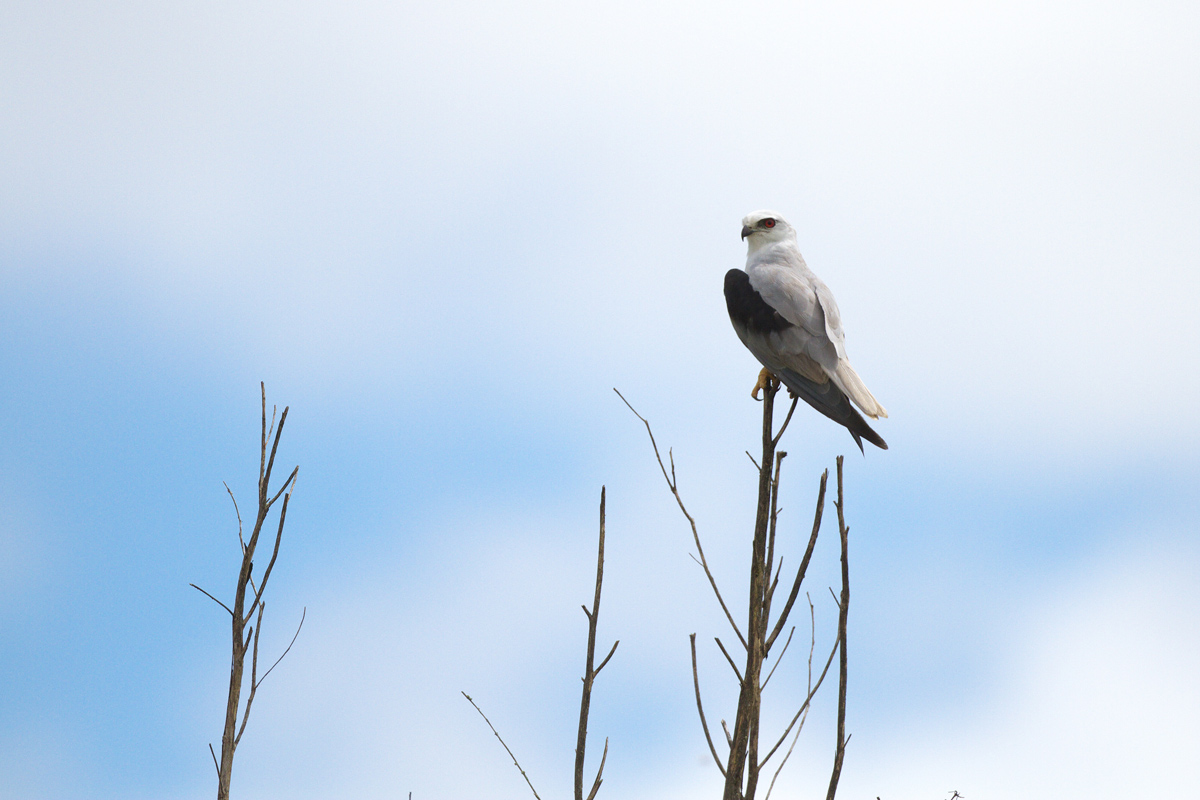 オーストラリア　ケアンズ探鳥（１２月１4日分）_d0013455_10545187.jpg