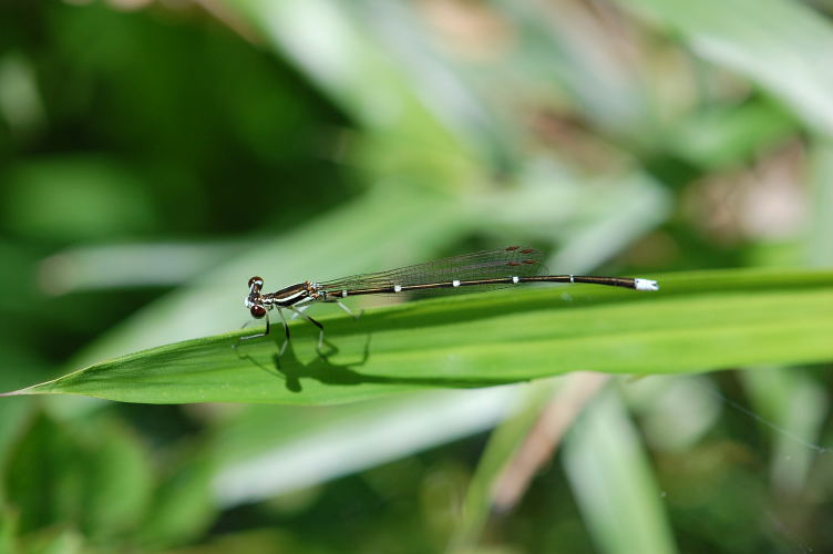 続・2010年のトンボ_b0167762_2257366.jpg