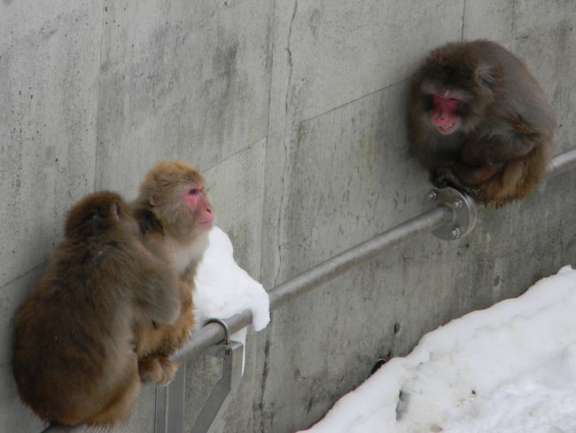 タスケテのポーズするホッキョクグマベビー_b0014576_0254218.jpg