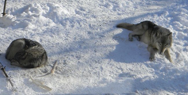 タスケテのポーズするホッキョクグマベビー_b0014576_02881.jpg