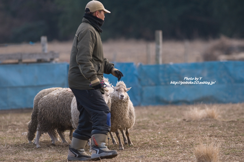 Let\'s play sheep dog!～sheeta編～_c0169106_08159.jpg