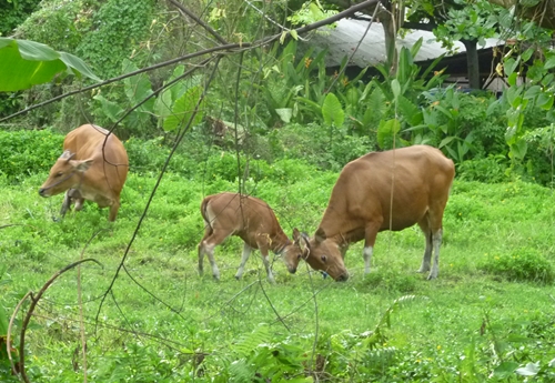 jalan jalan@ubud_b0161409_21252037.jpg