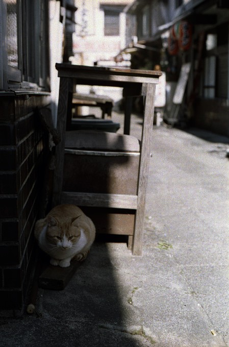 2011-1-26　飲み屋小路の猫_c0136330_14182056.jpg