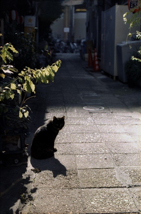 2011-1-26　飲み屋小路の猫_c0136330_14285991.jpg