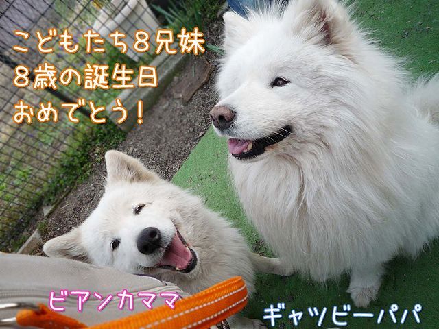 8歳おめでとう!_c0062832_20502776.jpg