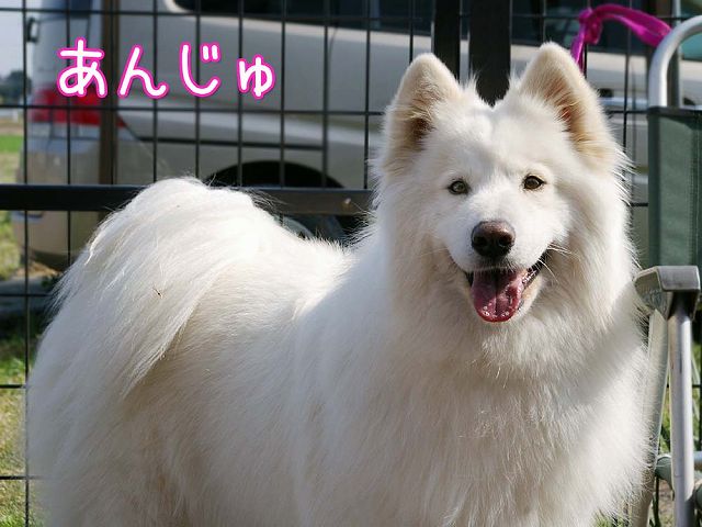 8歳おめでとう!_c0062832_20503282.jpg