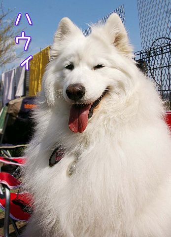 8歳おめでとう!_c0062832_20504976.jpg