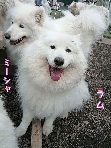8歳おめでとう!_c0062832_20512837.jpg
