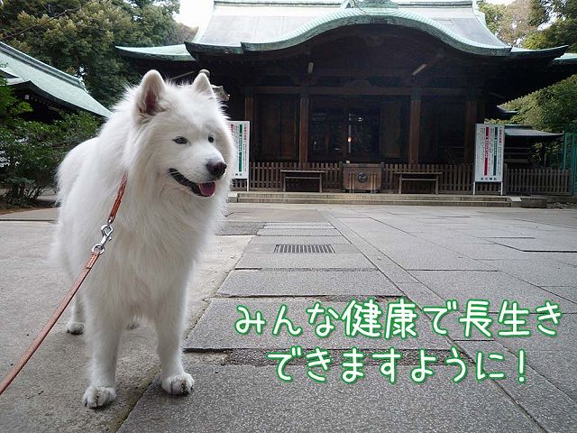 8歳おめでとう!_c0062832_20514236.jpg