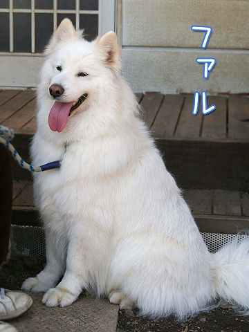 8歳おめでとう!_c0062832_2051473.jpg