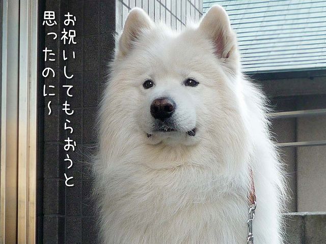 8歳おめでとう!_c0062832_20515052.jpg