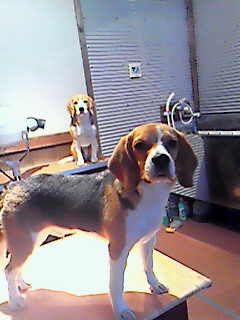 c0119142_127469.jpg