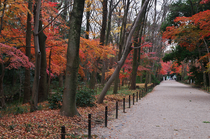 フィナーレ!京都の秋2010(下鴨神社・後編)_f0155048_22125016.jpg