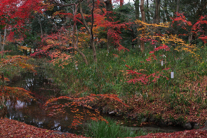 フィナーレ!京都の秋2010(下鴨神社・後編)_f0155048_22131961.jpg