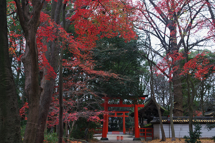 フィナーレ!京都の秋2010(下鴨神社・後編)_f0155048_22132539.jpg