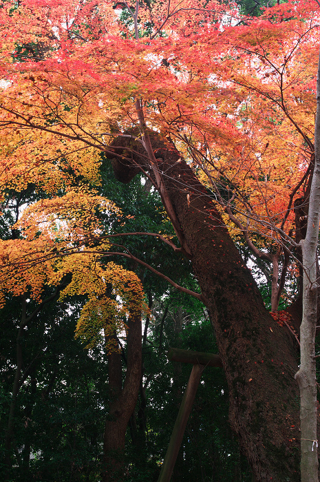 フィナーレ!京都の秋2010(下鴨神社・後編)_f0155048_2213288.jpg