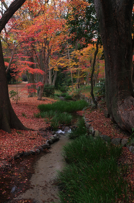 フィナーレ!京都の秋2010(下鴨神社・後編)_f0155048_22141292.jpg