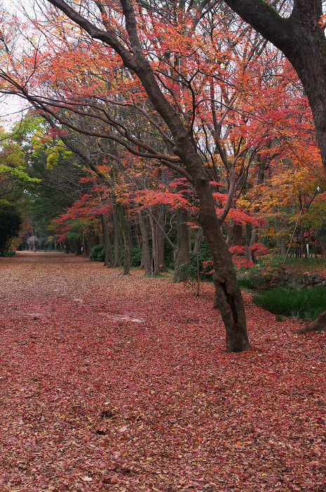 フィナーレ!京都の秋2010(下鴨神社・後編)_f0155048_2214334.jpg