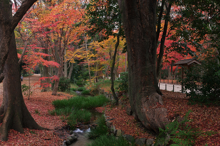 フィナーレ!京都の秋2010(下鴨神社・後編)_f0155048_22185259.jpg