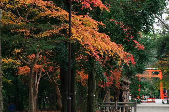 フィナーレ!京都の秋2010(下鴨神社・後編)_f0155048_22192818.jpg