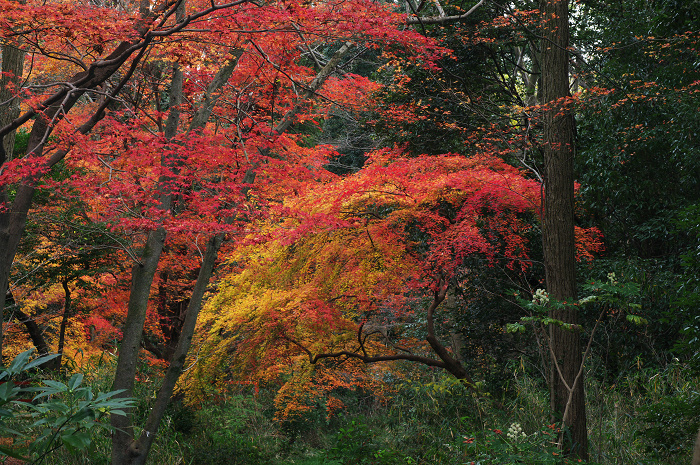 フィナーレ!京都の秋2010(下鴨神社・後編)_f0155048_22193861.jpg