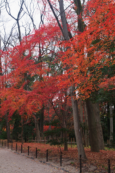 フィナーレ!京都の秋2010(下鴨神社・後編)_f0155048_2219922.jpg