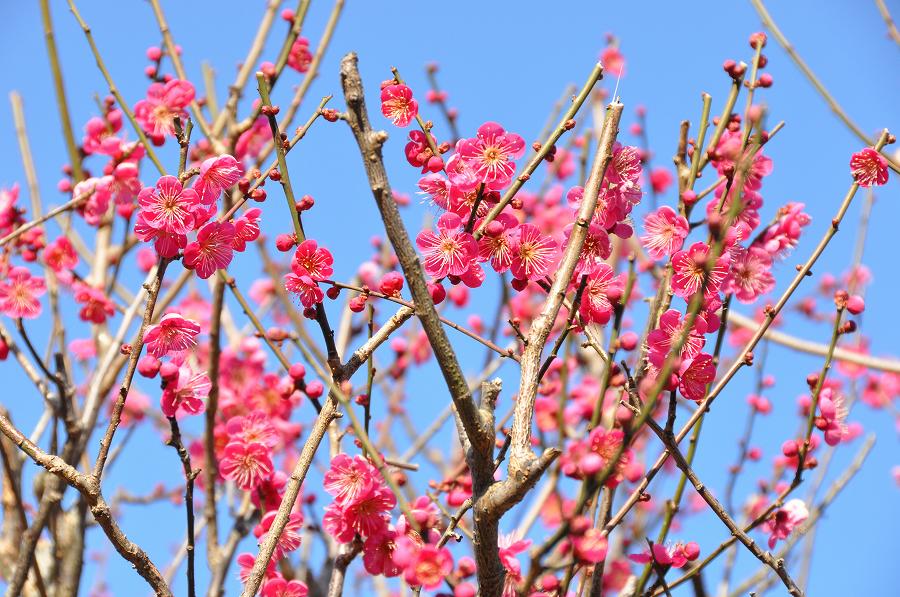 熱海梅園の梅の花_c0059854_14132443.jpg