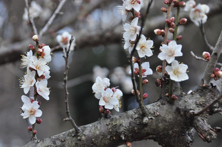 熱海梅園の梅の花_c0059854_14135940.jpg