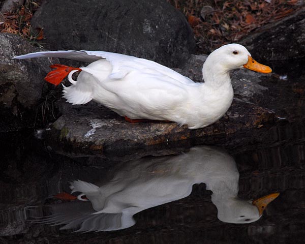 京都府　御苑　野鳥見散歩_e0035757_23541038.jpg