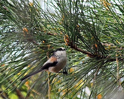 京都府　御苑　野鳥見散歩_e0035757_23591777.jpg