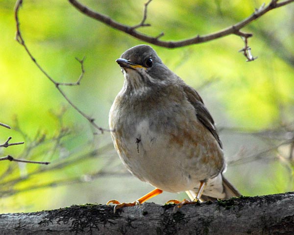 京都府　御苑　野鳥見散歩_e0035757_23593019.jpg