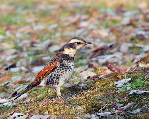 京都府　御苑　野鳥見散歩_e0035757_23594132.jpg