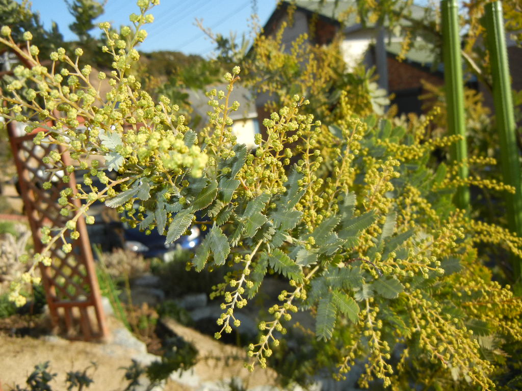 2011年1月26日(水)春はもうそこまで~♪_f0060461_1492222.jpg