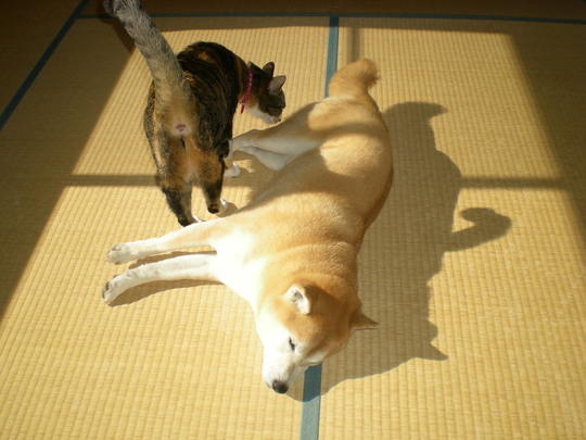 2011年1月26日(水)春はもうそこまで~♪_f0060461_16321316.jpg