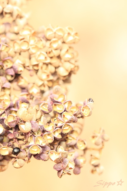 ■■　Winter bouquet　■■_c0195662_2355314.jpg