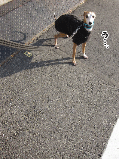 f0158862_2036208.gif