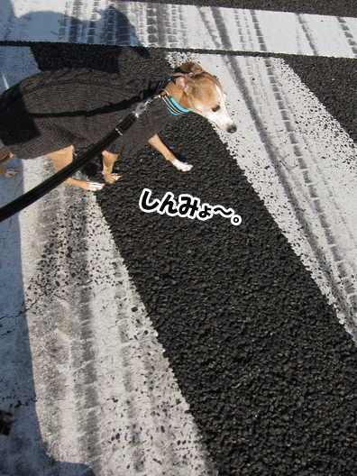 f0158862_20371266.gif