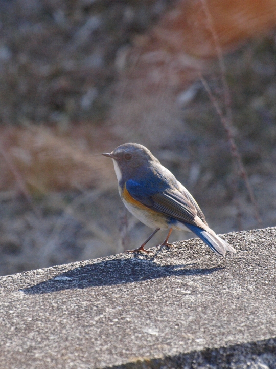 幸せの青い鳥_a0160063_20473450.jpg